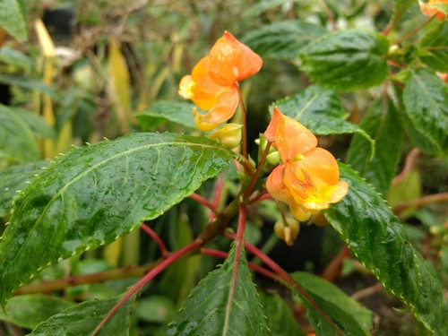 Impatiens bicordata orange - impatiens,