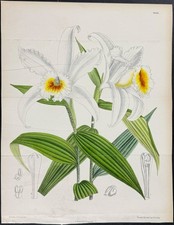 Curtis - Orchid [Paphiopedilum Wardii]. 7058 - 1803 Botanical Magazine