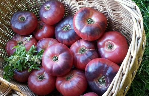 Graines tomate rare - 10,