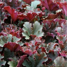 Heuchera 'Purple Petticoats' -