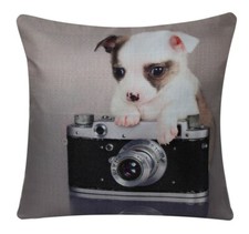 Chiot Chihuahua L'Photographe