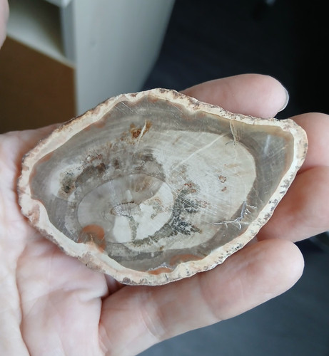 Bois fossile pétrifié