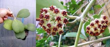 Hoya kerii