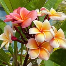 Graines fraîches de PLUMERIA
