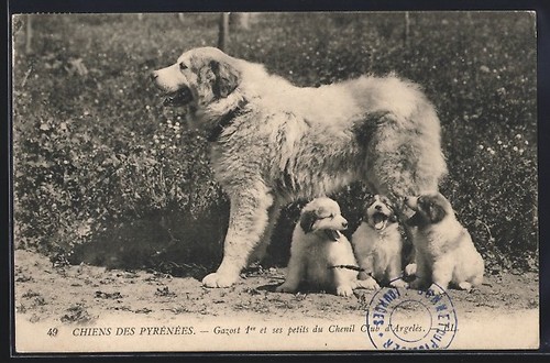 Chien des pyrénées - des,