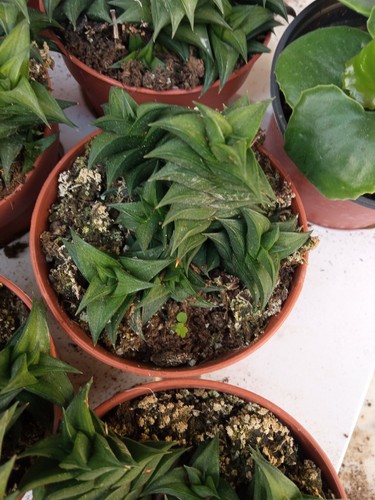 Haworthia viscosa cms - haworthia,