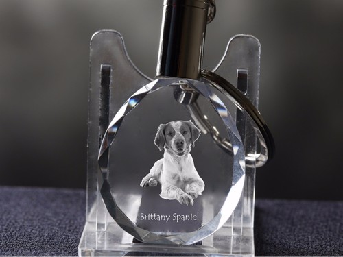 épagneul breton chien - Épagneul, breton,
