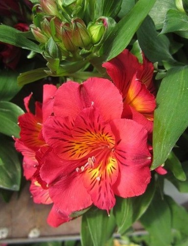 Alstroemere vif fuchsia - alstroemere, 'vif