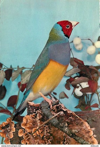 Carte postale animaux - carte,