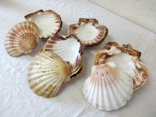 Lot coquilles saint - de,