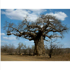 BAOBAB - ADENSONIA DIGITATA