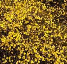 Jasmin d'hiver- plante arbustive fleurit flerus jaunes en hiver-plant 30cm