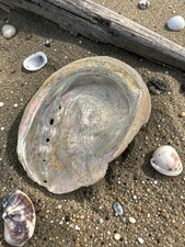 Grand coquillage Ormeau