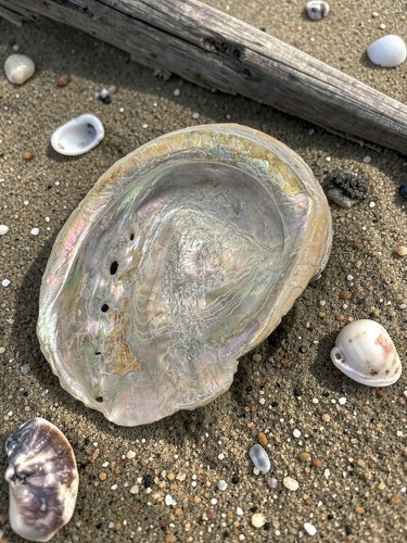 Grand coquillage ormeau - grand,