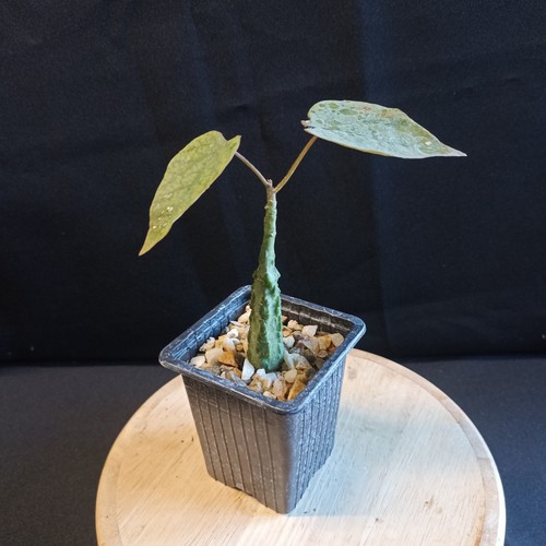 Adenia stylosa caudex - adenia,