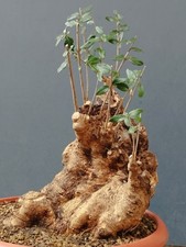 Bonsaï olivier 38 x 27 m en