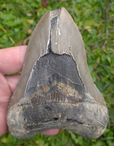 Dent fossile requin - dent,