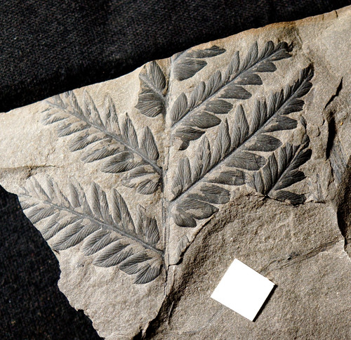 Rare très jolie - , fossile
