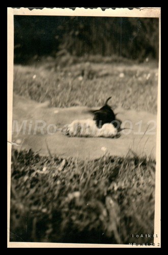 Photo exposition canine - photo,,
