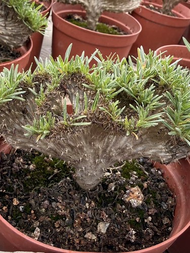 Pachypodium rosulatum var