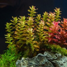 Bacopa Caroliniana – Plante aquatique croissance rapide -  aquarium et bassin