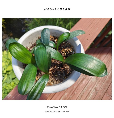 Wide leave daruma - wide, clivia
