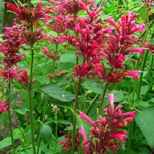 Agastache mexicana 'Red