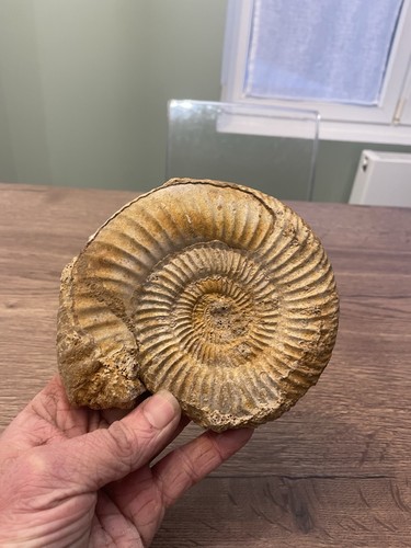 Grande ammonite origine - grande, france
