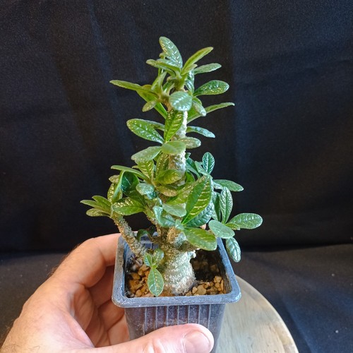 Dorstenia gigas caudex rare - caudex,