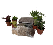 Terrarium Kit with 5 Terrarium
