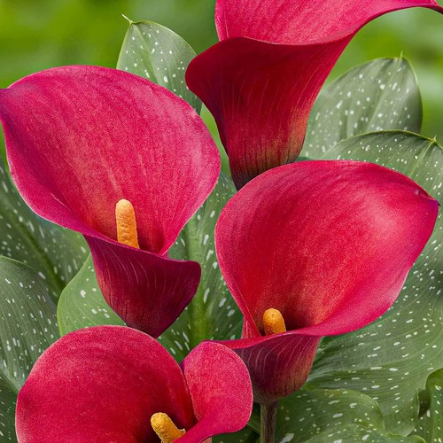 Bulbes lys calla - bulbes,