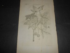 1748 BOTANICA ACQUAFORTE GEORG