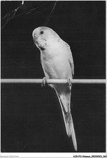 AJGP11-1024 - BIRDS - PARAKEET