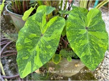 Colocasia Lemon Lime Gecko °