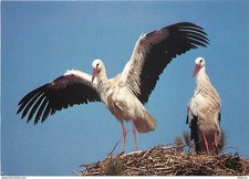 Animaux - Oiseaux - Cigognes - Knokke - Zoute - Réserve Ornithologique du Zwin -