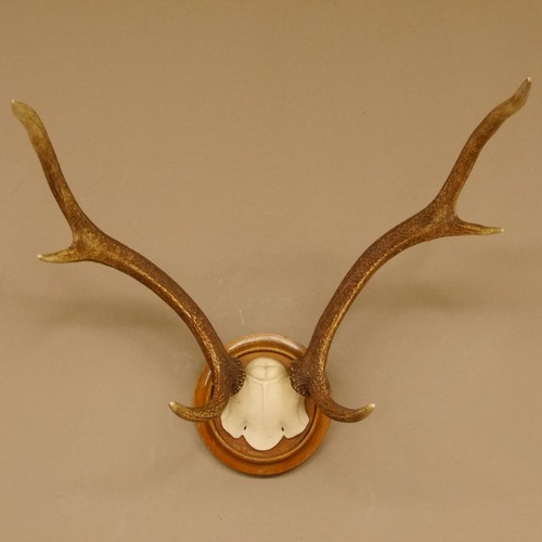 Bois cerf petit - bois, crâne