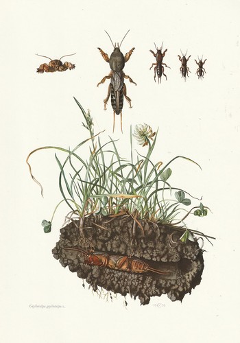 Planche histoire naturelle - 08,