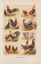 Races De Poules Brahma