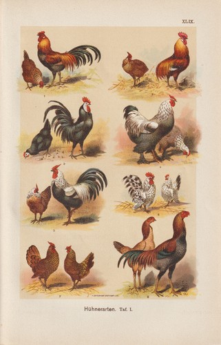 Races poules brahma - de,