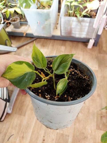 Philodendron brasil - philodendron, ‘brasil’