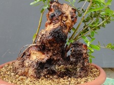 Bonsaï olivier 30 x 20 cm en