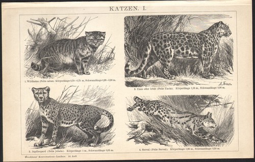 1897 gravure originale chats - gravure,