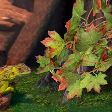  Accessoire Terrarium