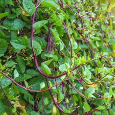 Red Stem Malabar Spinach Seeds | Basella Alba Rubra Ceylon Green Vegetable 2025