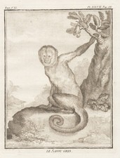 Singe Capucin À Front Blanc