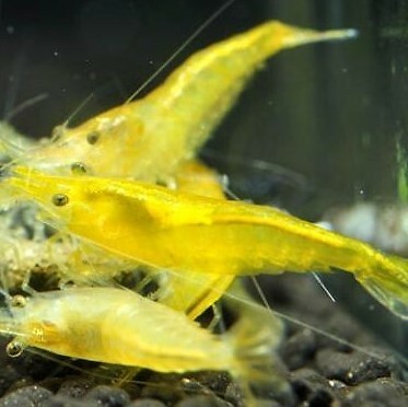 Crevette yellow neocaridina - yellow,
