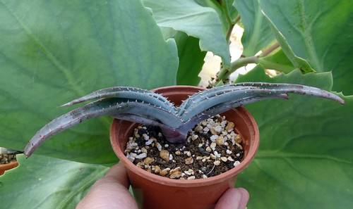 Aloe suprafoliata cactus - aloe,