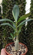 ADENIUM ARABICUM  cactus