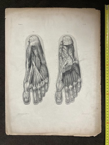 Grande planche anatomie