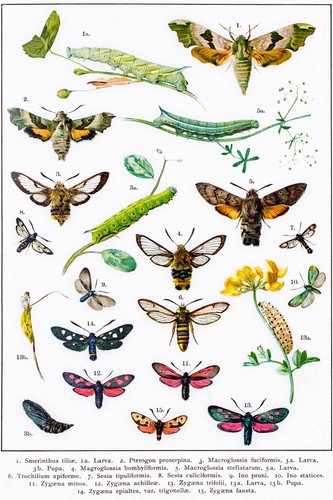 Hawkmoths sphingids and other - sphingids,